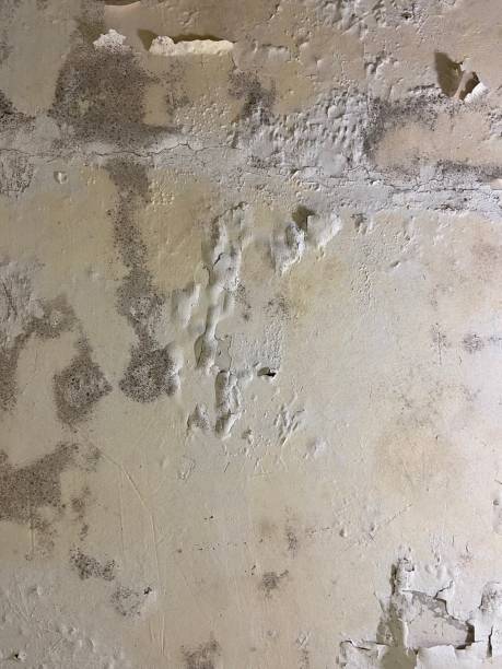Best Local Mold Removal Service  in Marlene Village, OR