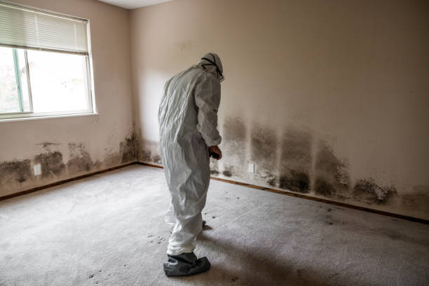 Best Toxic Mold Removal  in Marlene Village, OR